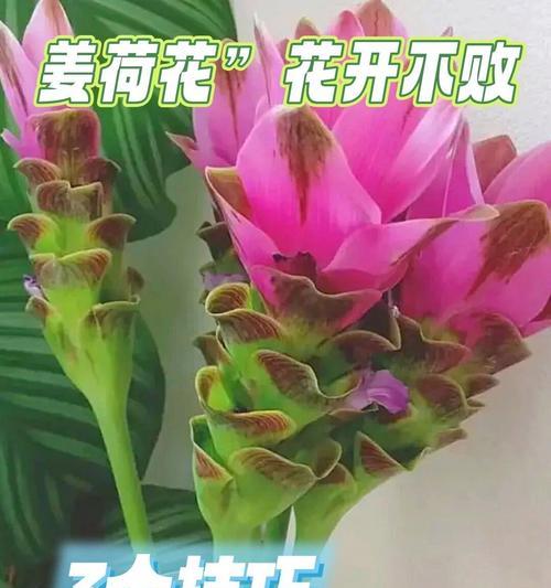 姜荷花的养殖技巧和注意事项有哪些？