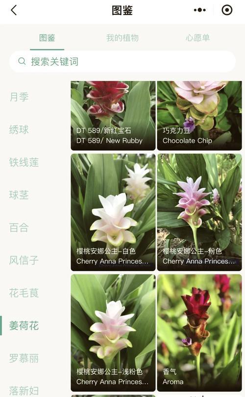 姜荷花的养殖技巧和注意事项有哪些？
