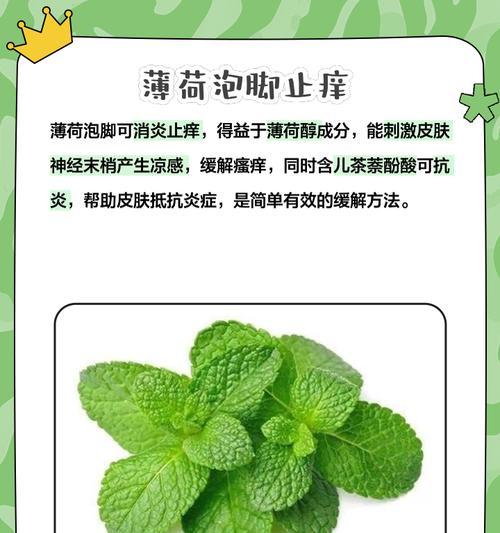 养薄荷对健康有哪些益处？薄荷的日常养护技巧是什么？