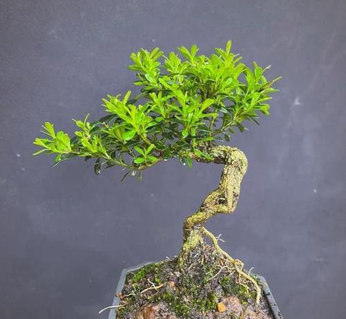 盆景树根处理的技巧和步骤？