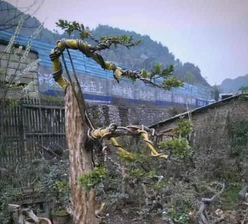 盆景树根处理的技巧和步骤？