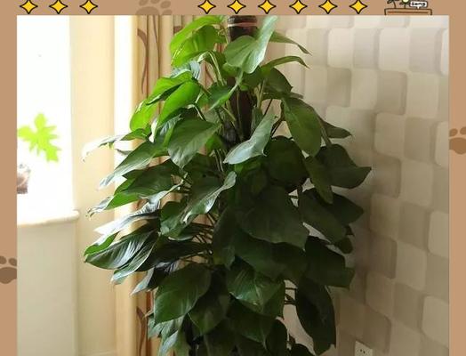 绿箩的养殖方法是什么？如何让绿箩的叶子更加翠绿？