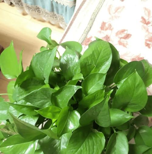 绿植盆栽有哪些？如何挑选和养护适合家庭的绿植盆栽？