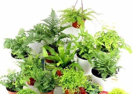 绿植盆栽有哪些？如何挑选和养护适合家庭的绿植盆栽？