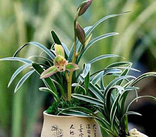 兰花品种繁多如何识别？