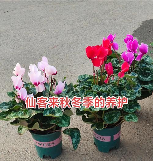 仙客来花的最佳养护方式是什么？