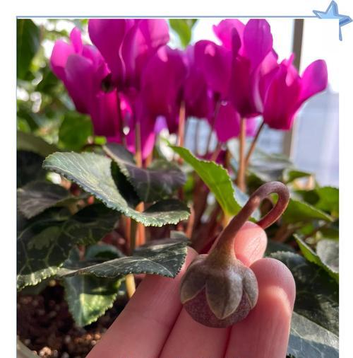 仙客来花的最佳养护方式是什么？