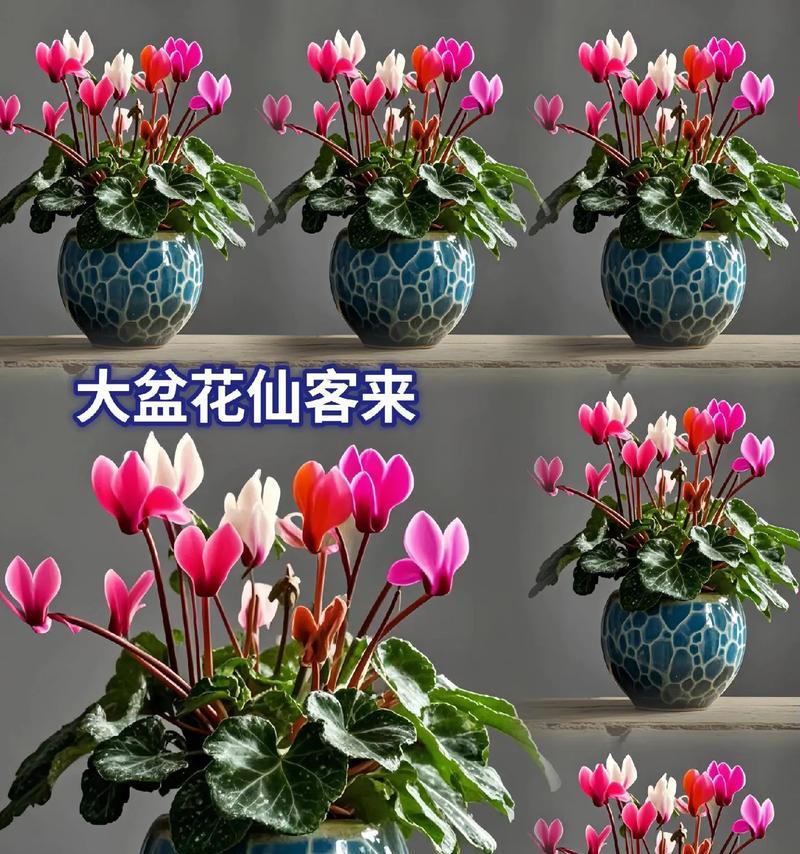 仙客来花的最佳养护方式是什么？