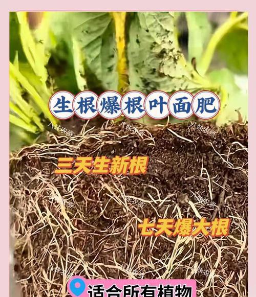 植物生根的秘诀是什么？