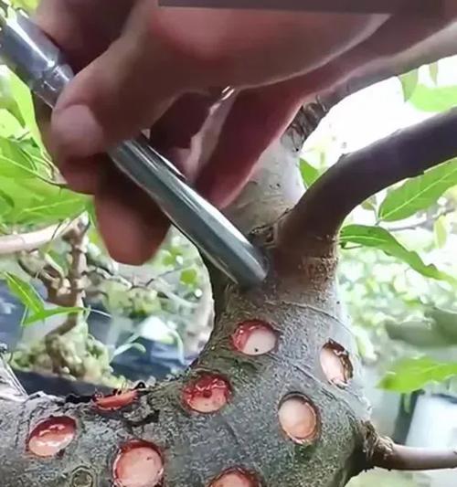 植物生根的秘诀是什么？