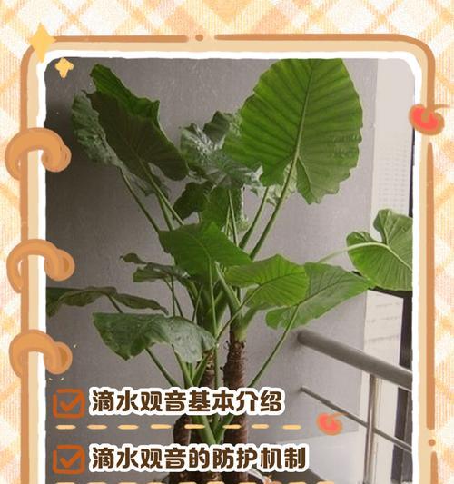 滴水观音腐烂的处理方法是什么？