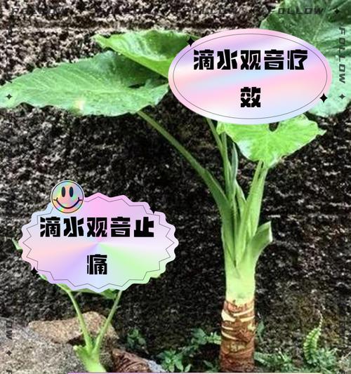滴水观音腐烂的处理方法是什么？