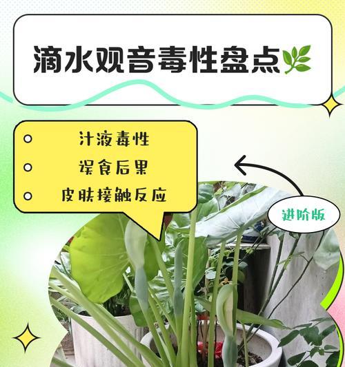 滴水观音腐烂的处理方法是什么？