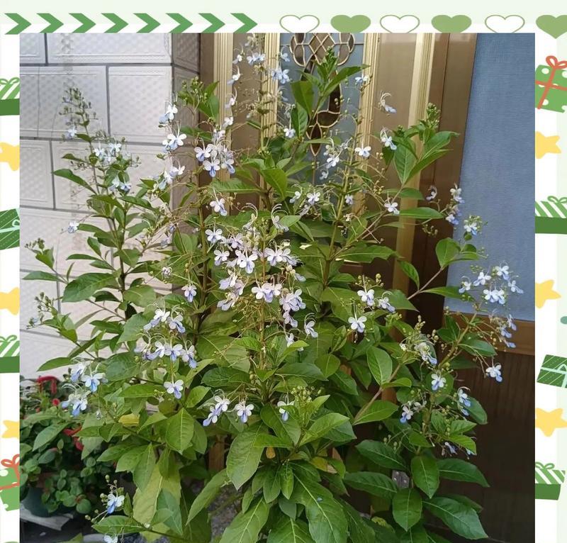 蓝蝴蝶花的养殖方法是什么？如何养好蓝蝴蝶花？