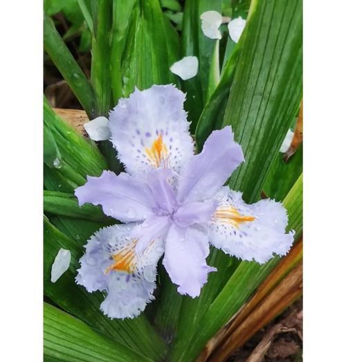 蓝蝴蝶花的养殖方法是什么？如何养好蓝蝴蝶花？