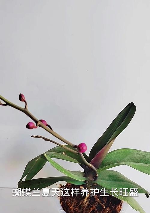 蓝蝴蝶花的养殖方法是什么？如何养好蓝蝴蝶花？