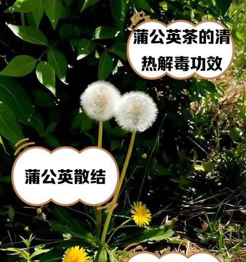婆婆丁种植的步骤和注意事项？