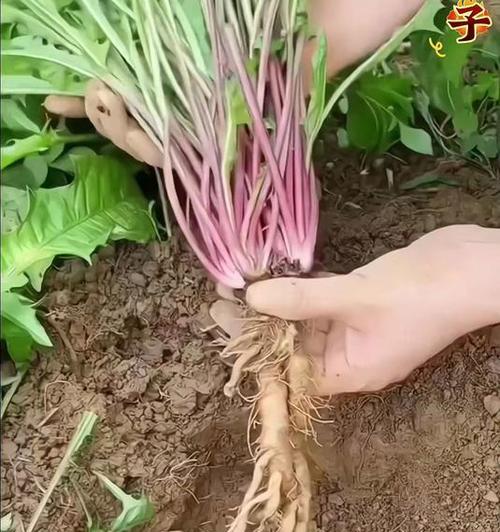 婆婆丁种植的步骤和注意事项？