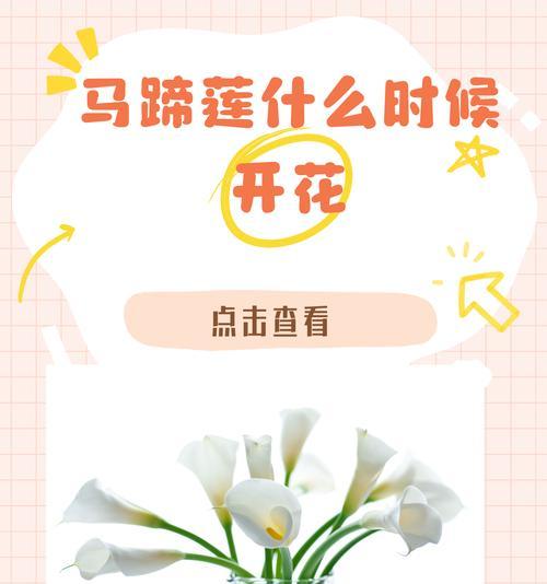 马蹄莲的养殖技巧？马蹄莲不开花是什么原因？