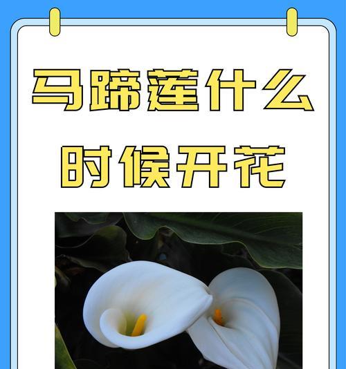 马蹄莲的养殖技巧？马蹄莲不开花是什么原因？