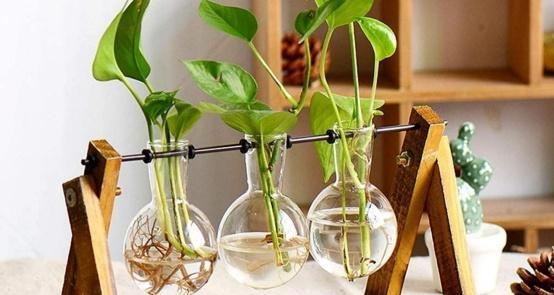 夏季水培植物有哪些？如何选择适合夏季的水培植物？