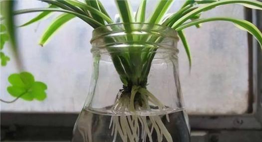 夏季水培植物有哪些？如何选择适合夏季的水培植物？
