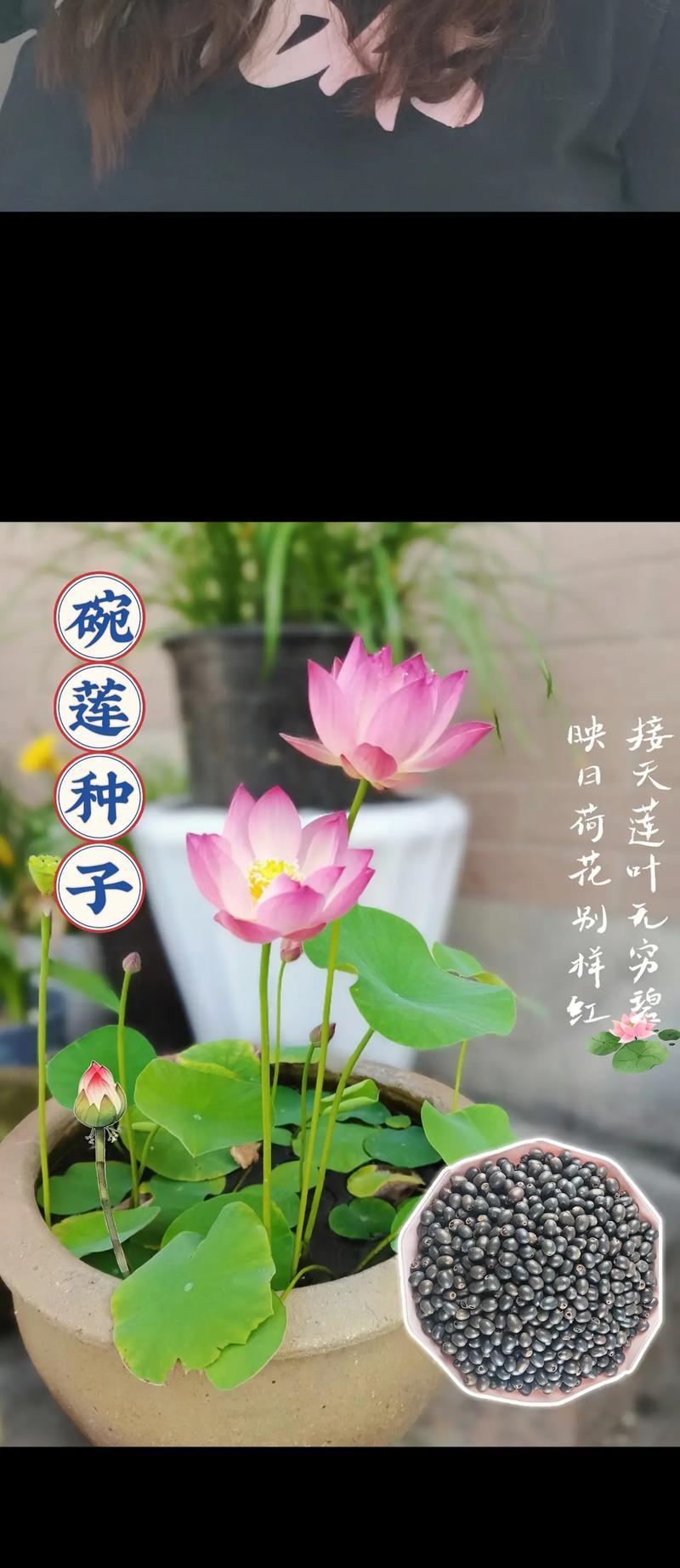 夏季水培植物有哪些？如何选择适合夏季的水培植物？