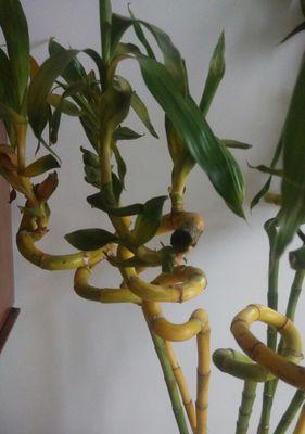 转运竹茎发黄的解决方法是什么？