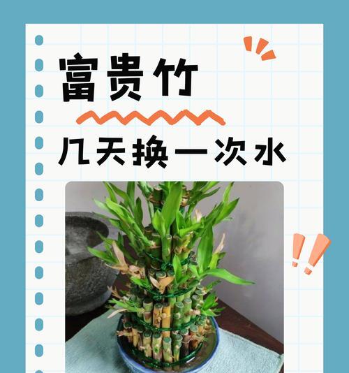 转运竹茎发黄的解决方法是什么？
