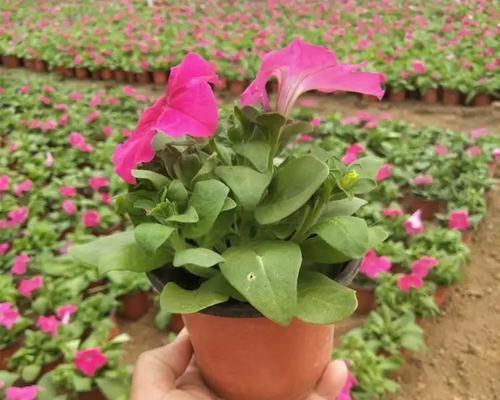 花卉苗木品种繁多，如何挑选适合的？