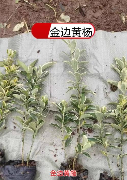 花卉苗木品种繁多，如何挑选适合的？