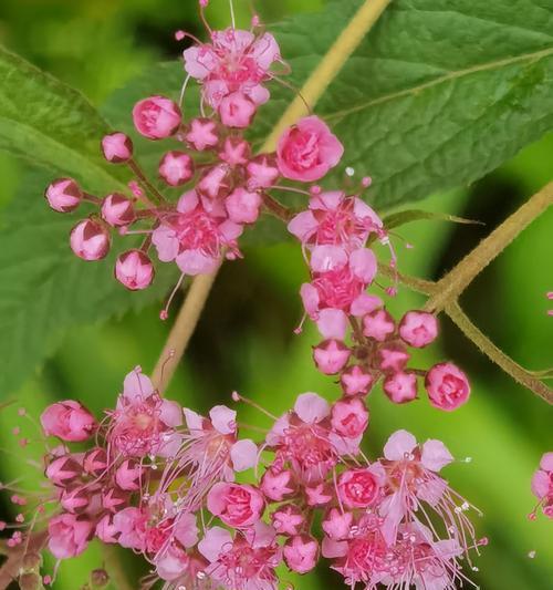 花坛中常见的花卉有哪些？选择花坛花卉的技巧是什么？
