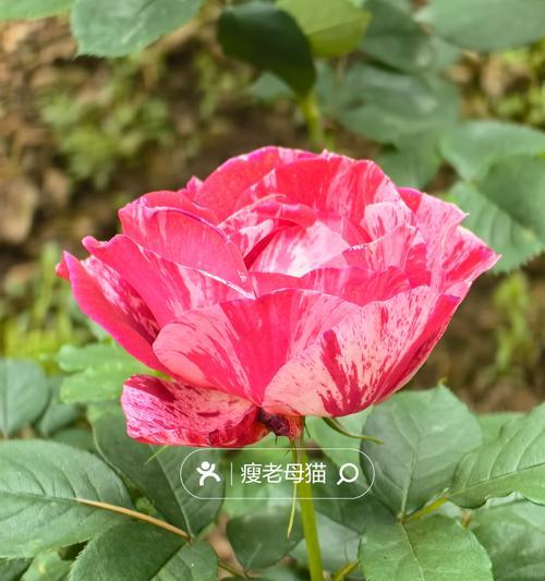 花坛中常见的花卉有哪些？选择花坛花卉的技巧是什么？