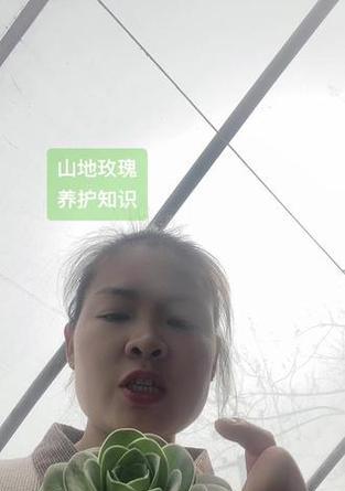 山地玫瑰的养殖要点是什么？如何保持其健康生长？