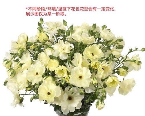 芹叶牡丹的养殖技巧和常见问题解答？