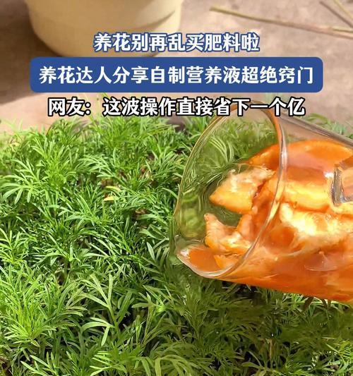 使用营养液浇花的最佳时机是什么时候？