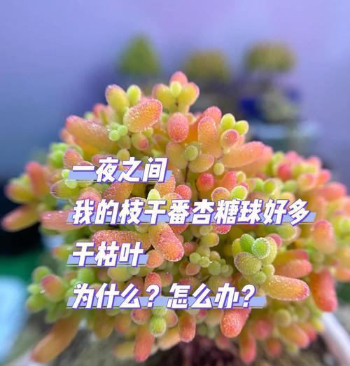 盆栽叶子枯萎怎么办？如何诊断和处理枯叶问题？