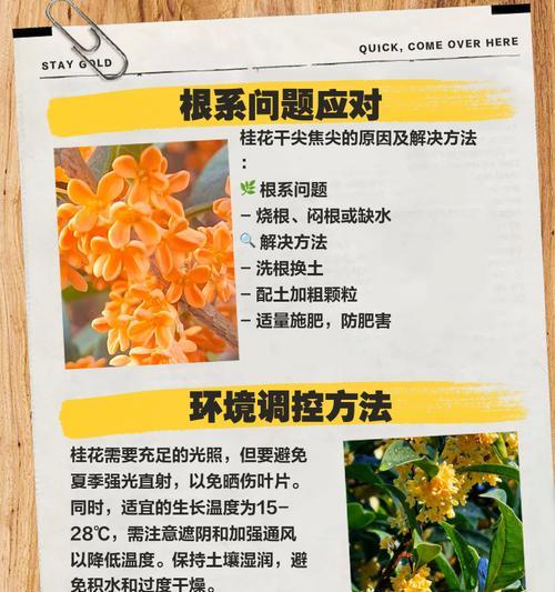 盆栽叶子枯萎怎么办？如何诊断和处理枯叶问题？