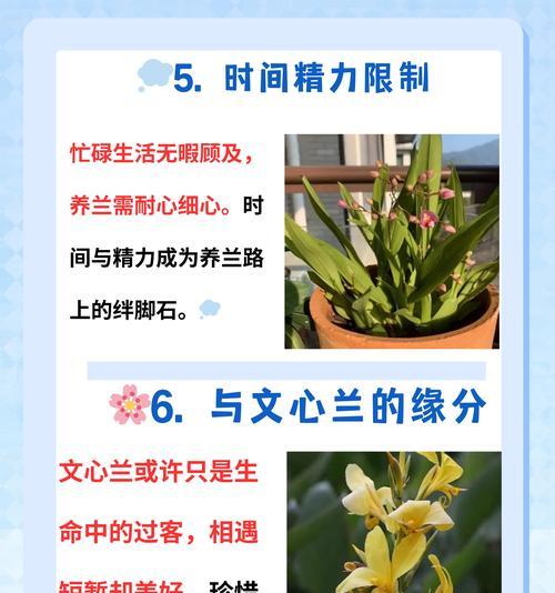 文心兰的花语及其象征意义是什么？