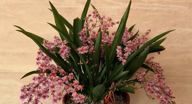 文心兰的花语及其象征意义是什么？