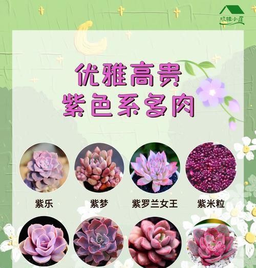 紫米粒植物的养护方法？