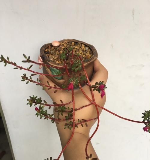 紫米粒植物的养护方法？