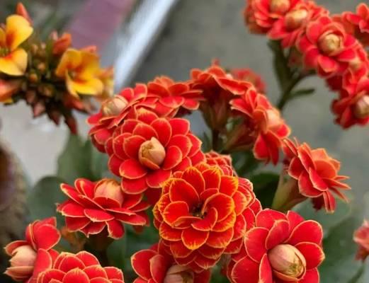红色长寿花品种怎么选？红色长寿花的养护要点是什么？