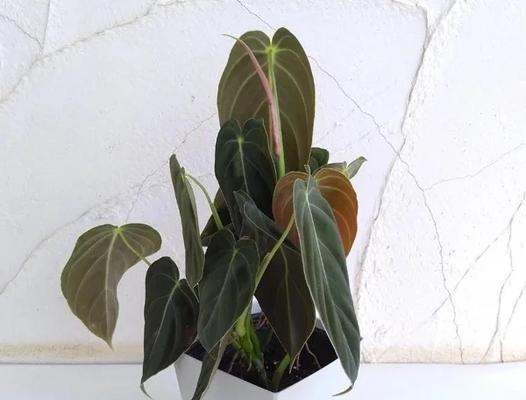 观叶植物有哪些？室内观叶植物的选择和养护技巧？