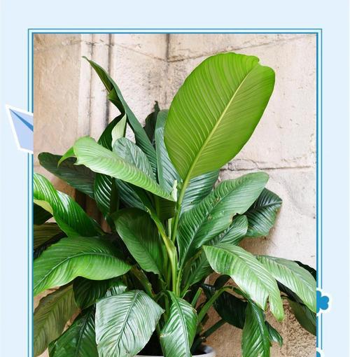 观叶植物有哪些？室内观叶植物的选择和养护技巧？