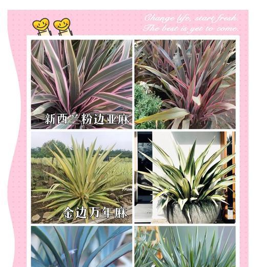 观叶植物有哪些？室内观叶植物的选择和养护技巧？