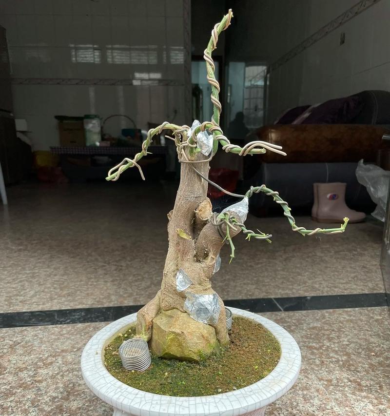 哪些树种适合制作成盆景？