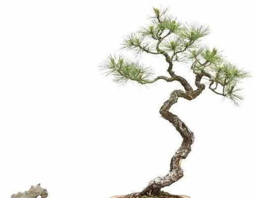 哪些树种适合制作成盆景？