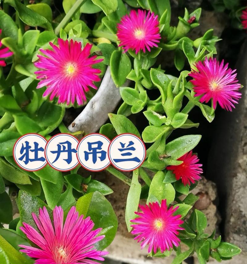 牡丹花的养殖技巧有哪些？