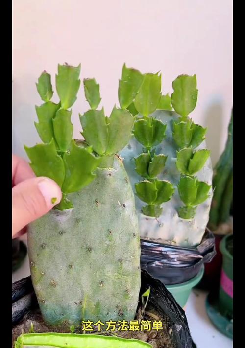 蟹爪兰种子种植的步骤和技巧？